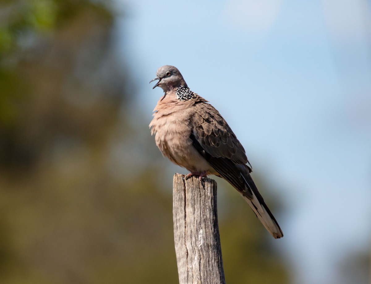 Spotted Dove - ML612659052