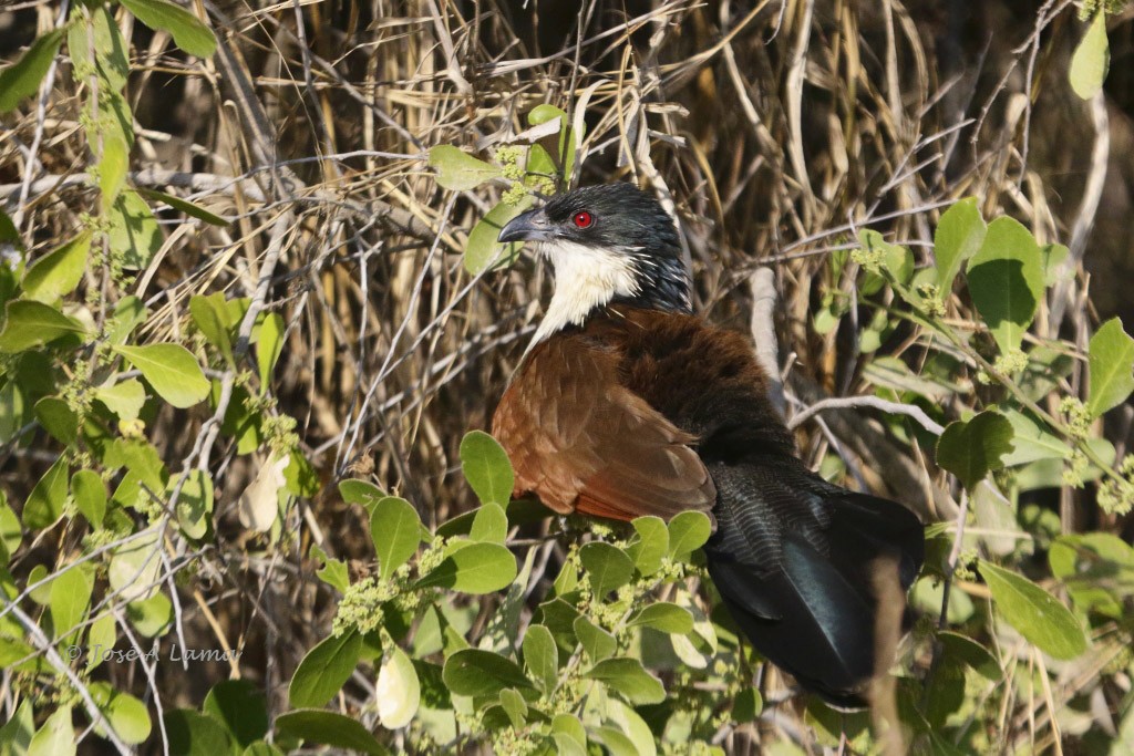 White-browed Coucal (Burchell's) - ML612659282