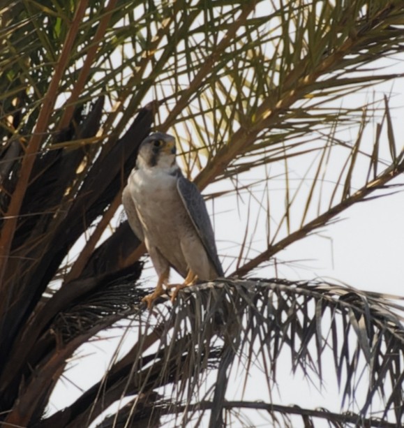 Peregrine Falcon (Red-capped) - ML612659318