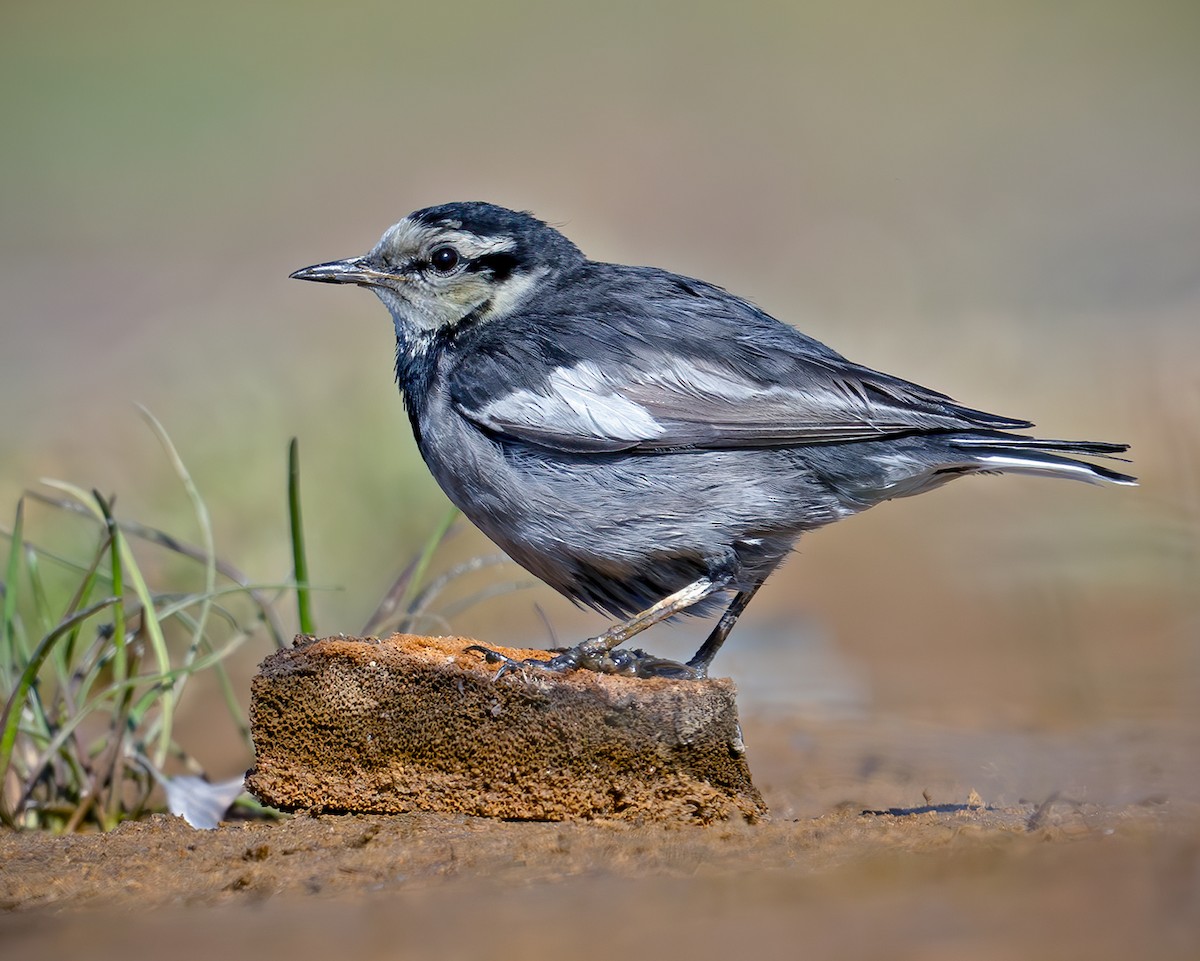 White Wagtail (Black-backed) - ML612659369