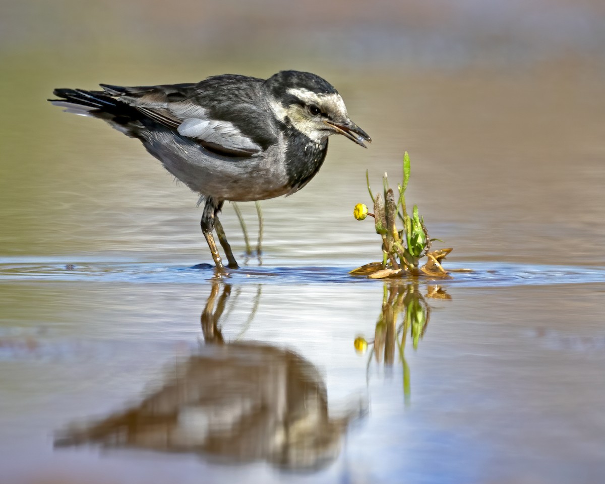 White Wagtail (Black-backed) - ML612659370