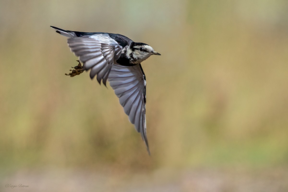 White Wagtail (Black-backed) - ML612659371