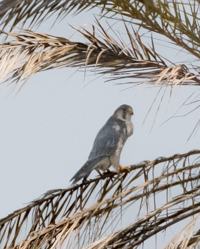 Peregrine Falcon (Red-capped) - ML612659376