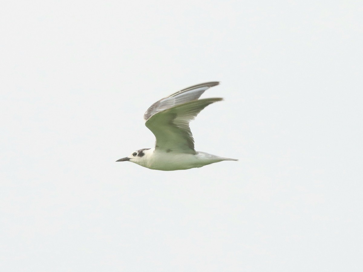White-winged Tern - Dan Ashdown