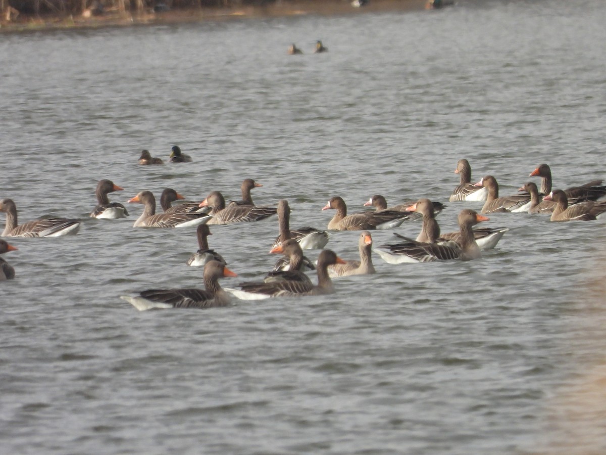Greater White-fronted Goose - ML612659956