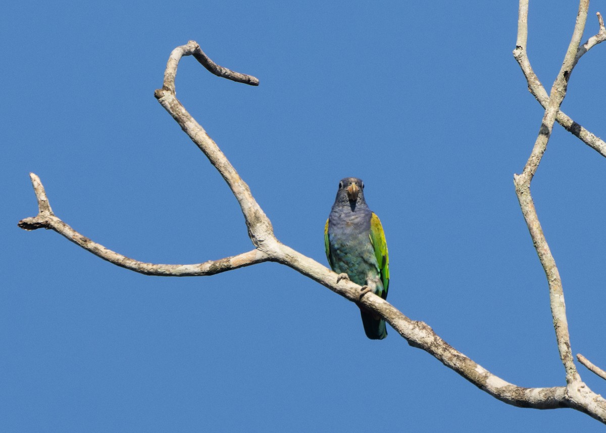 Blue-headed Parrot (Reichenow's) - ML612660640