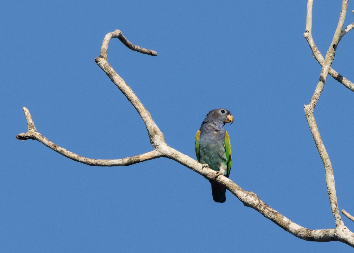 Blue-headed Parrot (Reichenow's) - Silvia Faustino Linhares