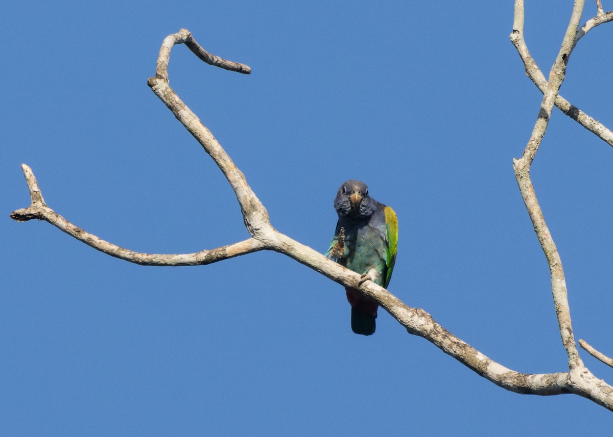 Blue-headed Parrot (Reichenow's) - ML612660643