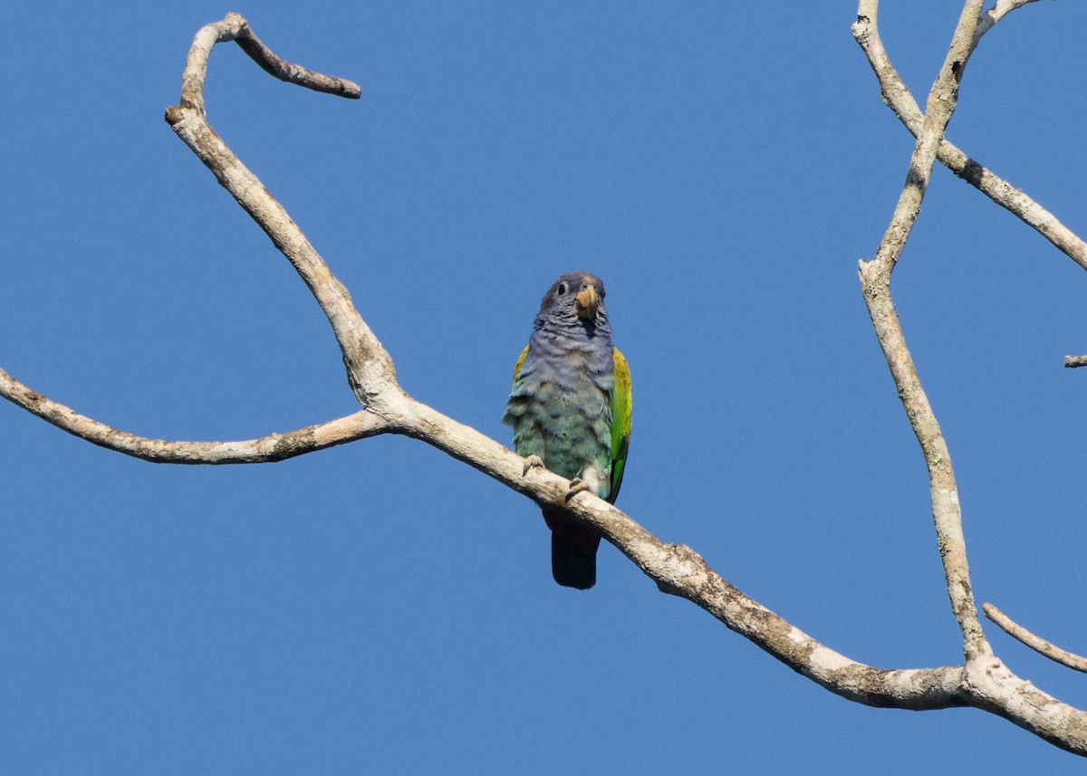 Blue-headed Parrot (Reichenow's) - ML612660644