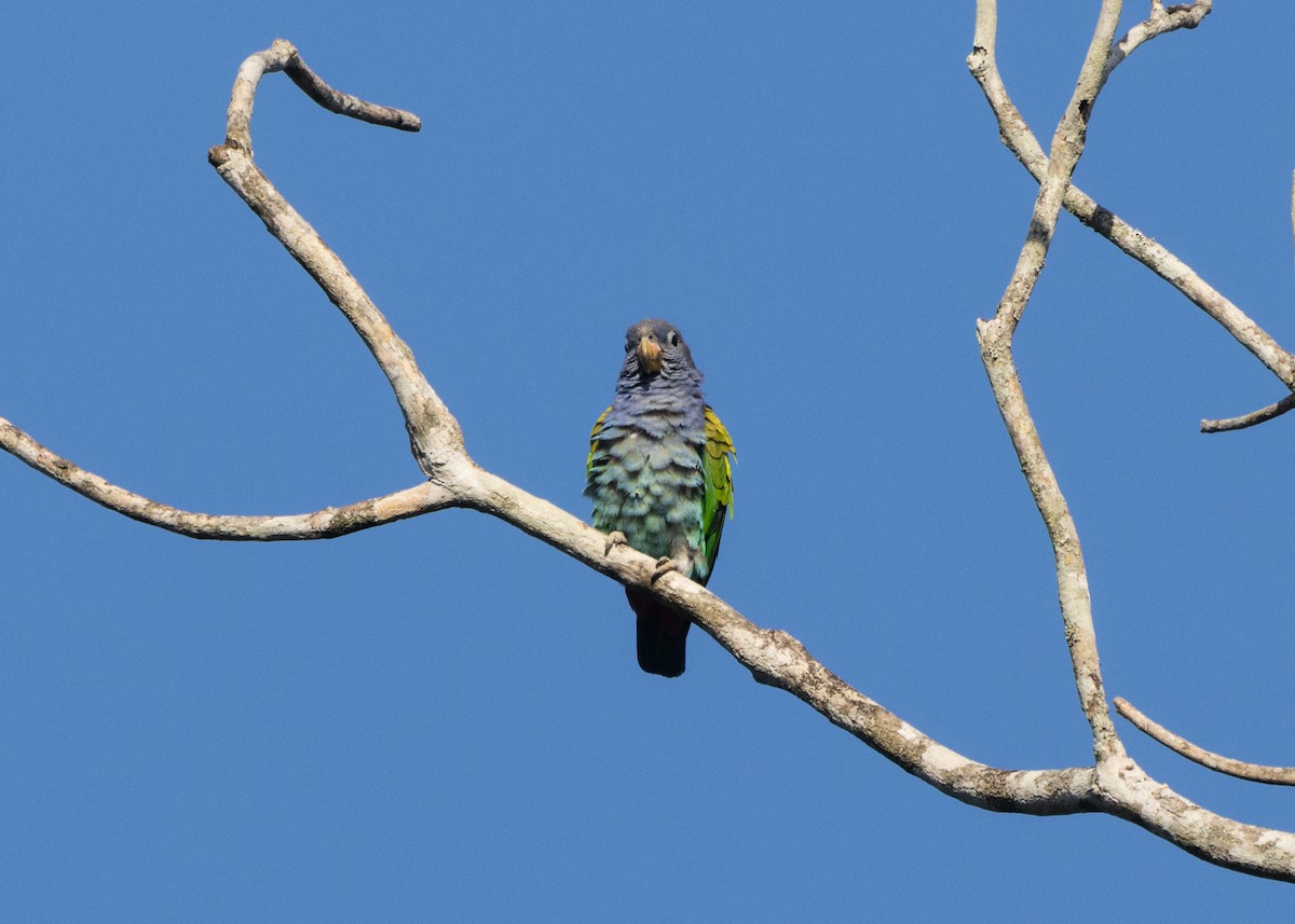 Blue-headed Parrot (Reichenow's) - ML612660645