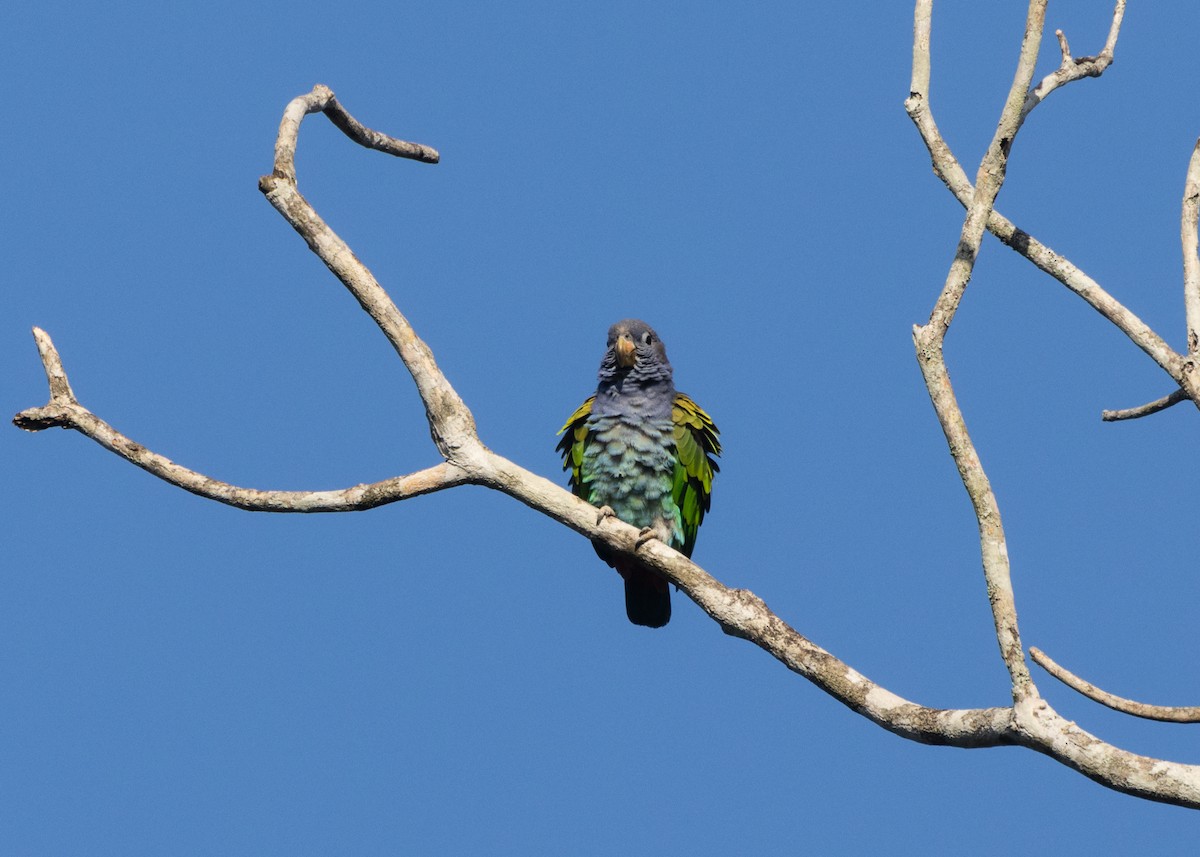 Blue-headed Parrot (Reichenow's) - ML612660646