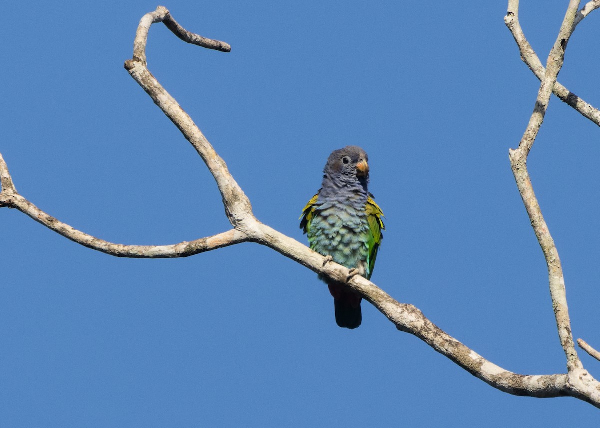 Blue-headed Parrot (Reichenow's) - ML612660647