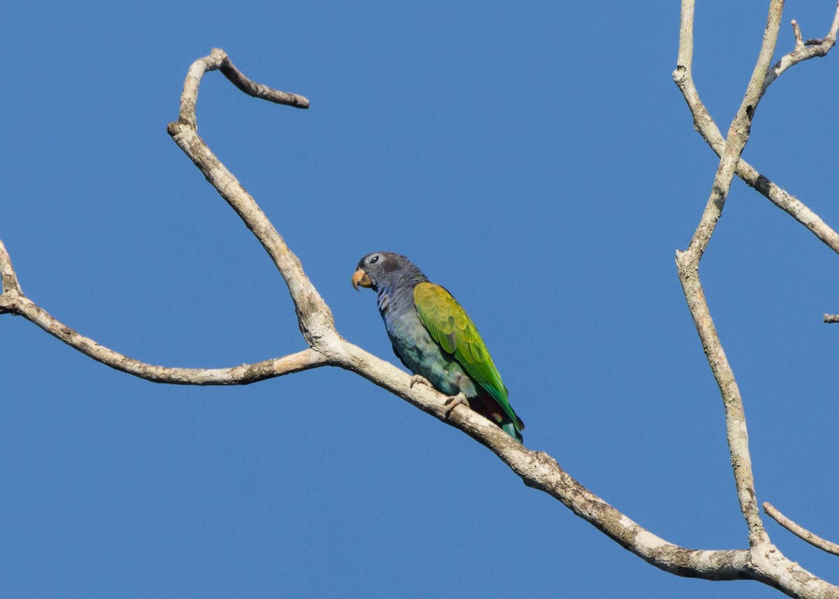 Blue-headed Parrot (Reichenow's) - ML612660648