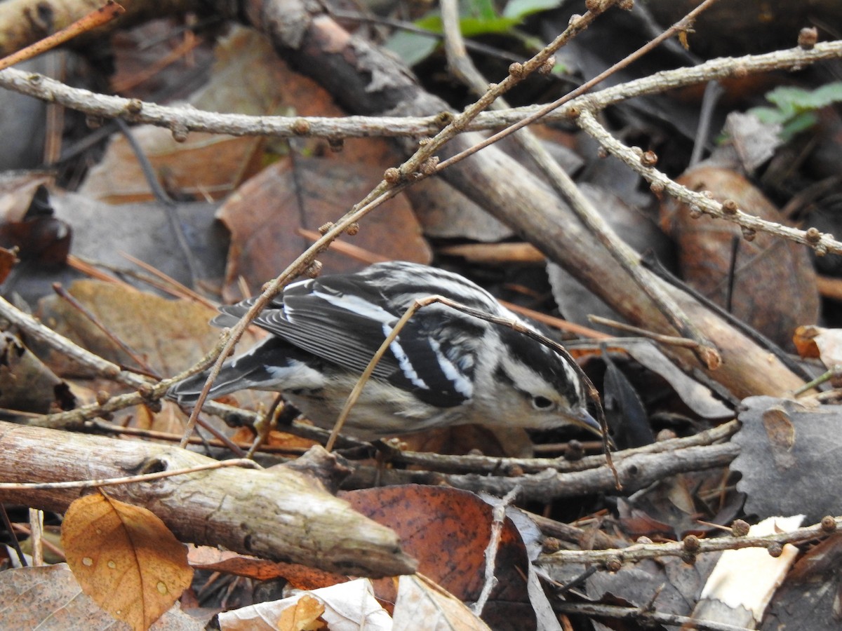 Black-and-white Warbler - ML612660714
