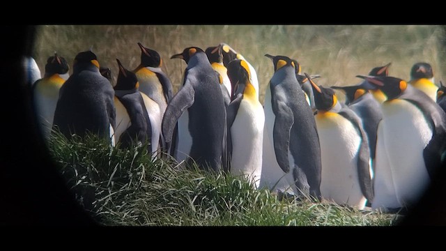 Королевский пингвин - ML612660916