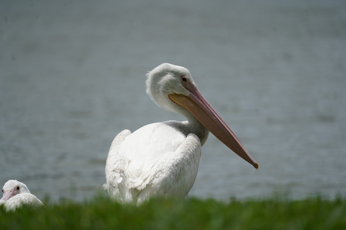 American White Pelican - Tim Horvath