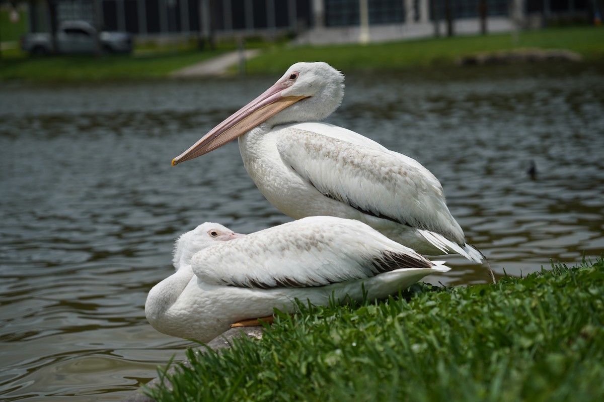 pelikán severoamerický - ML612661076