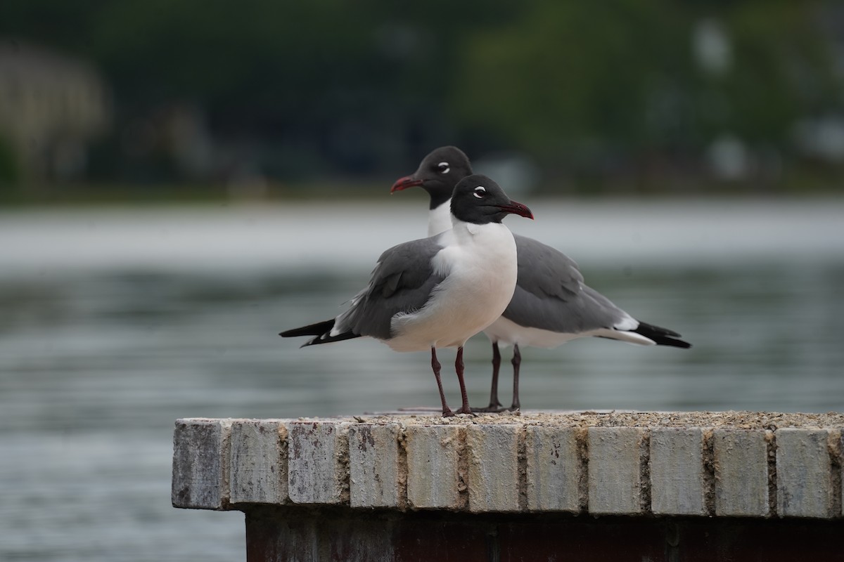 Laughing Gull - Tim Horvath