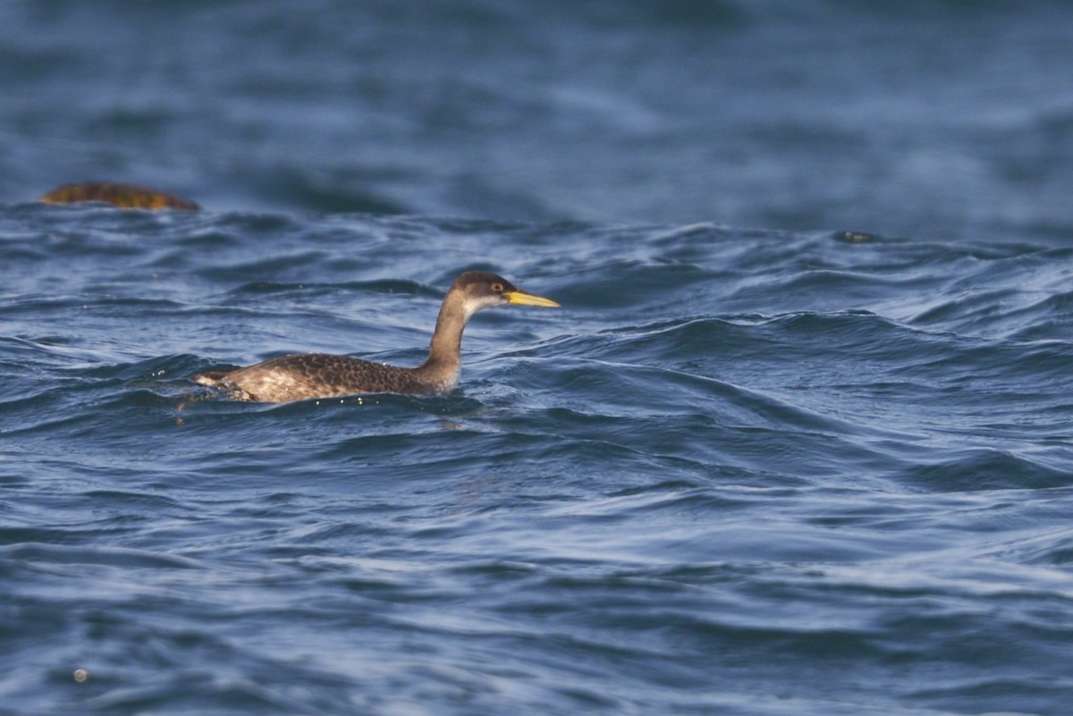 Red-necked Grebe - ML612661162