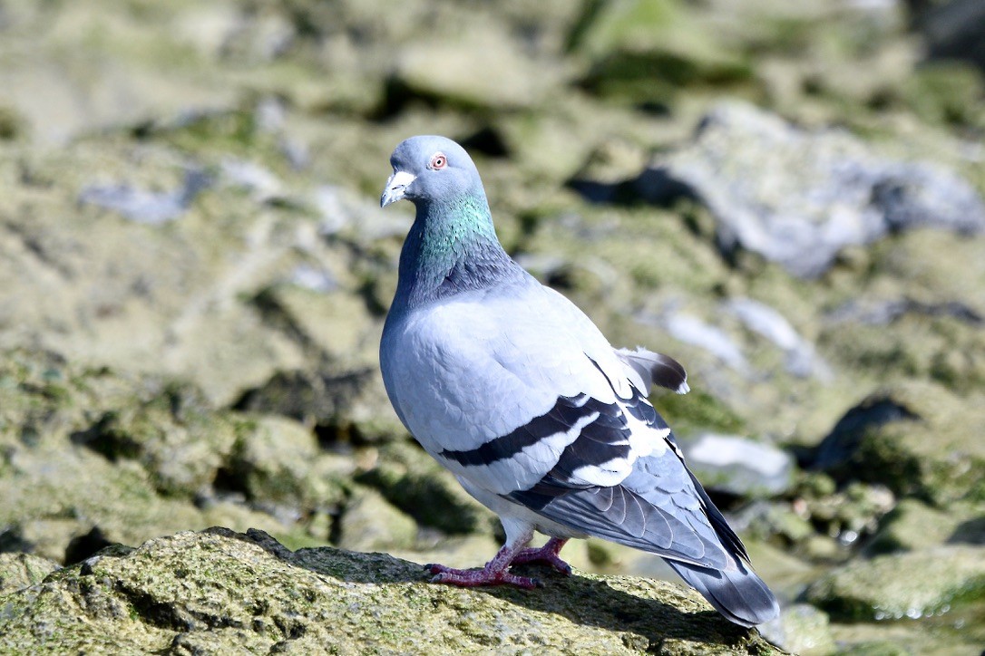 Rock Pigeon (Feral Pigeon) - ML612661267