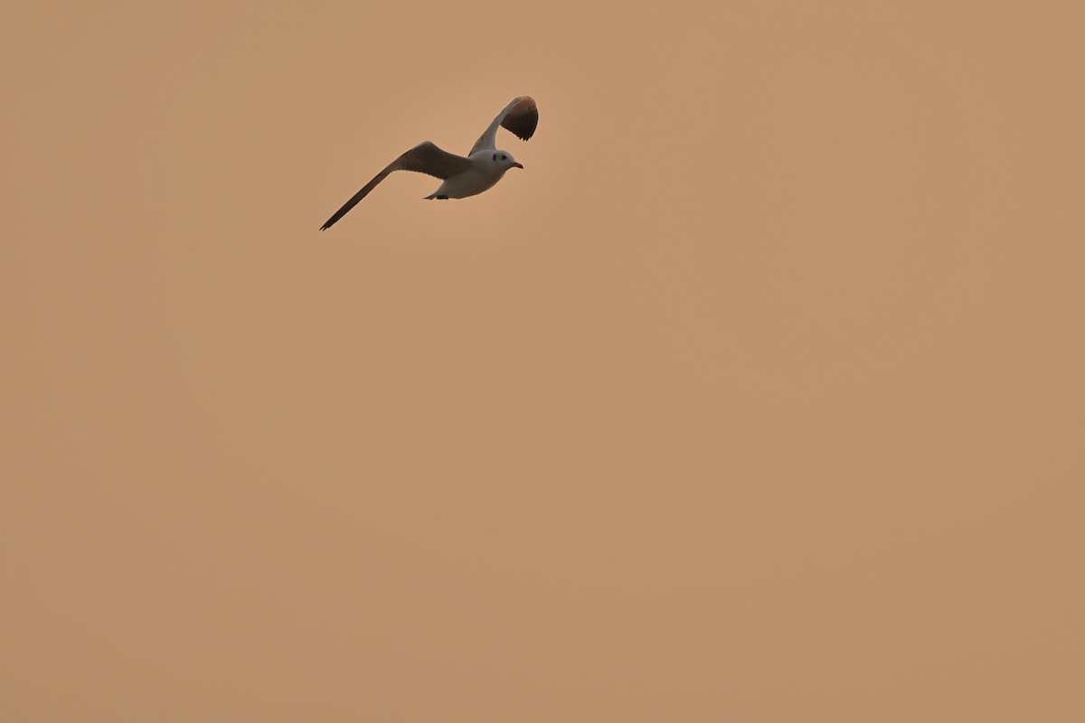 Brown-headed Gull - aditya sreeram