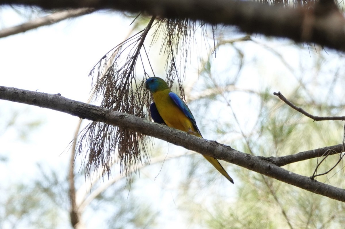 Turquoise Parrot - ML612661569