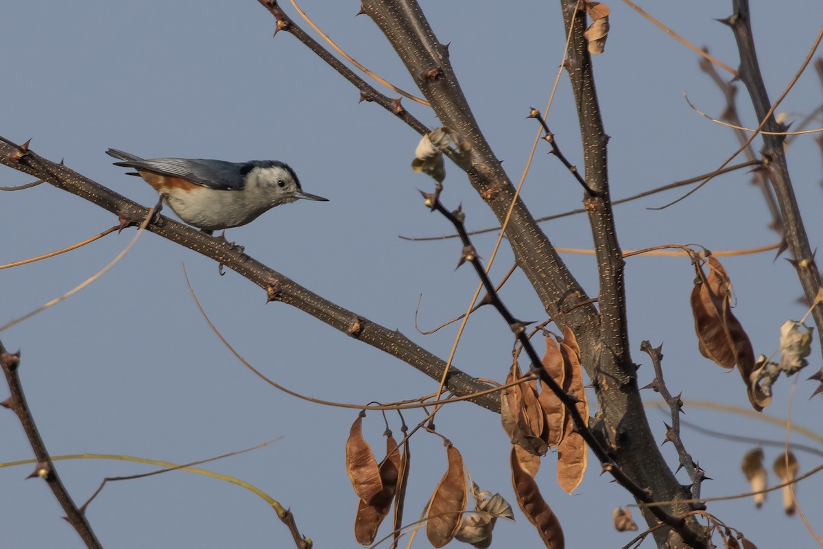 White-cheeked Nuthatch - ML612661923