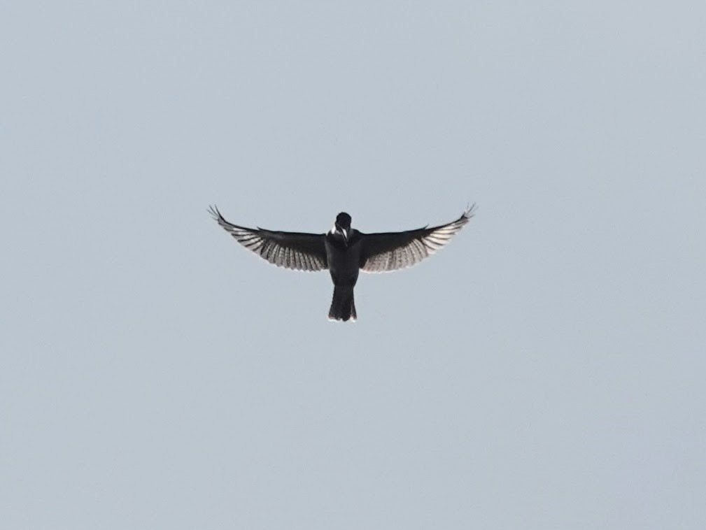 Belted Kingfisher - ML612661942