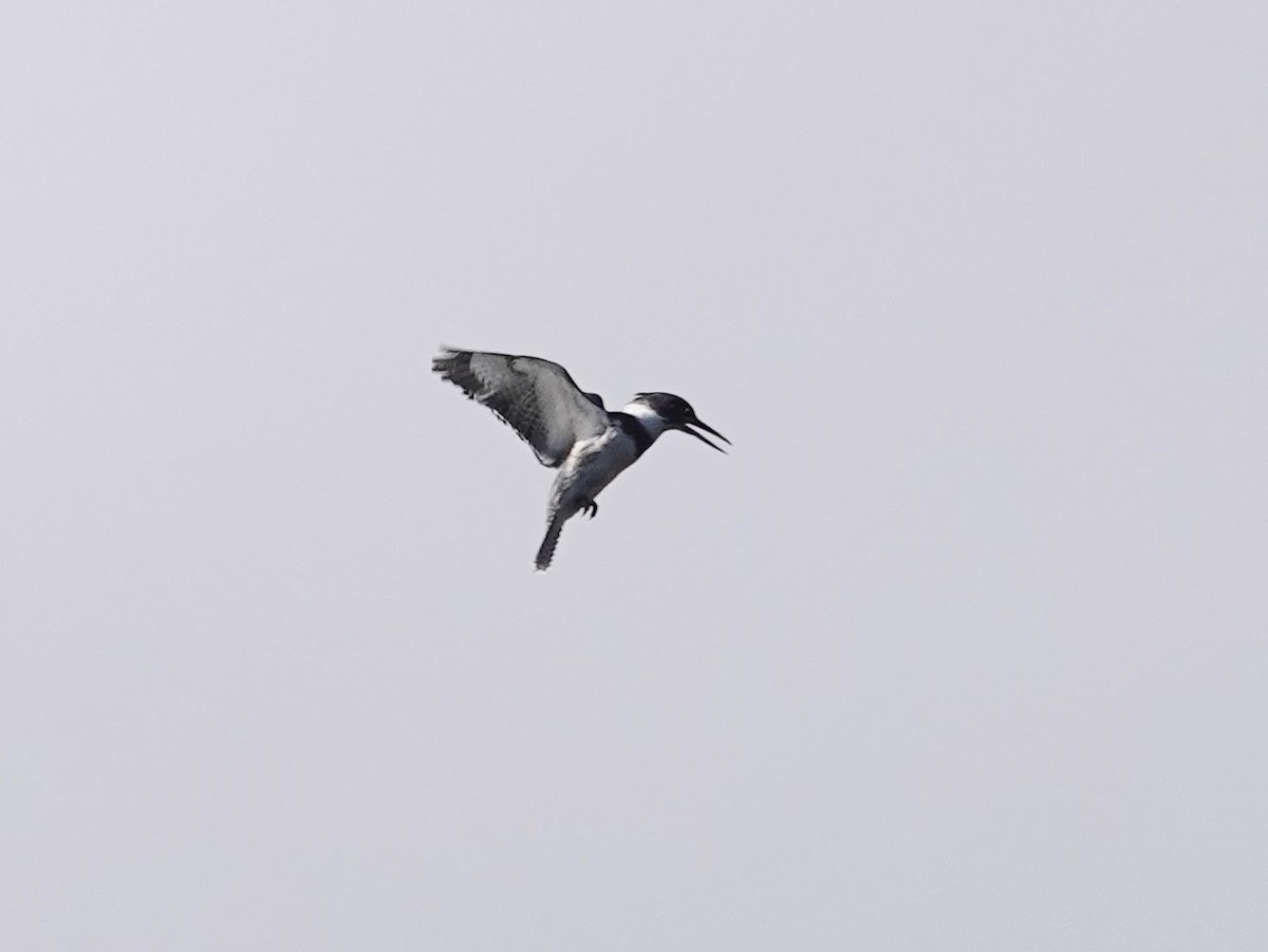 Belted Kingfisher - ML612661943