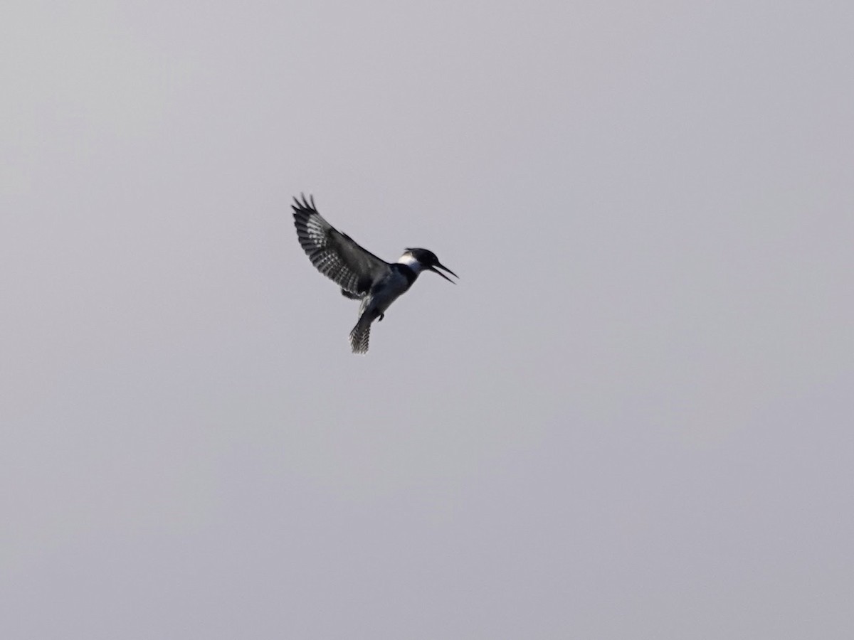 Belted Kingfisher - ML612661945