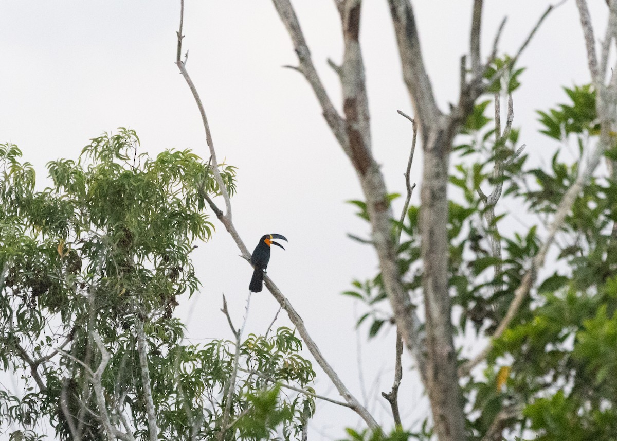 Channel-billed Toucan (Ariel) - Silvia Faustino Linhares