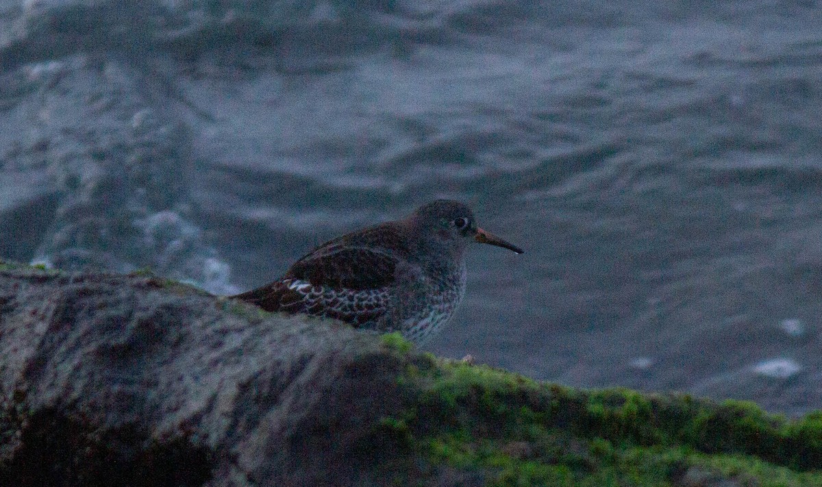 Virginia eBird Checklist - 25 Dec 2023 - Rudee Inlet - 16 species