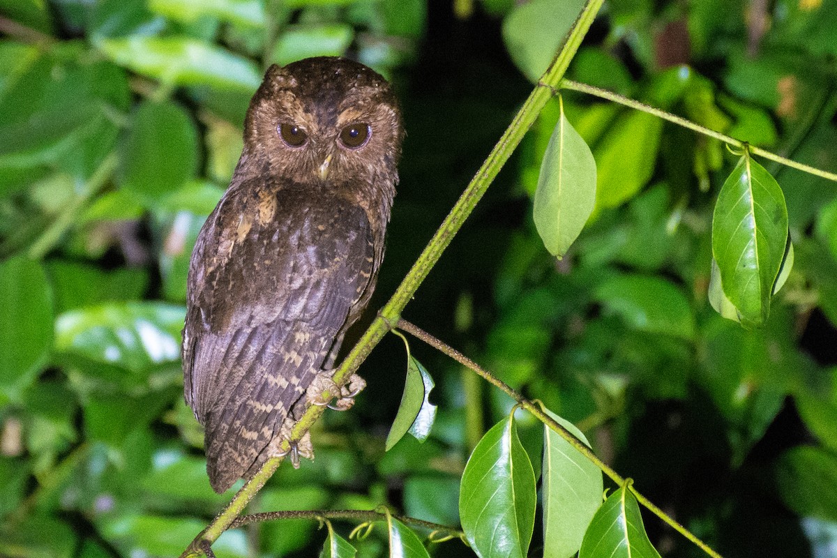 Mentawai Scops-Owl - Dillen  Ng