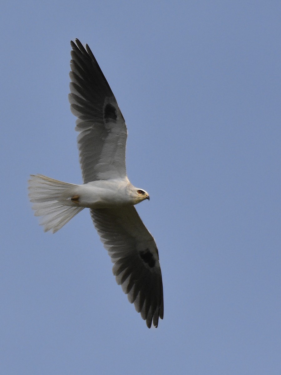 White-tailed Kite - ML612663333