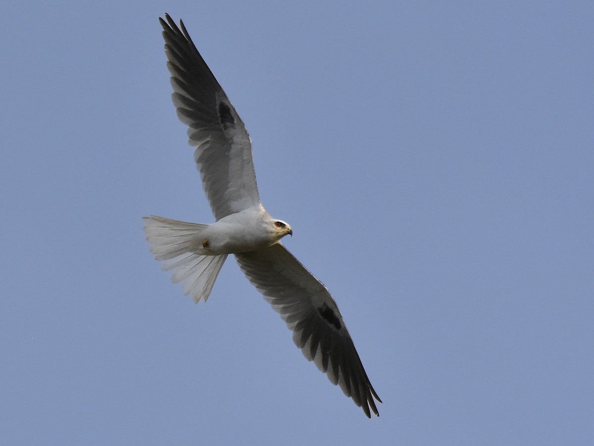 White-tailed Kite - Carlos Echeverría