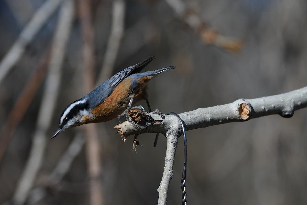 Red-breasted Nuthatch - ML612663338
