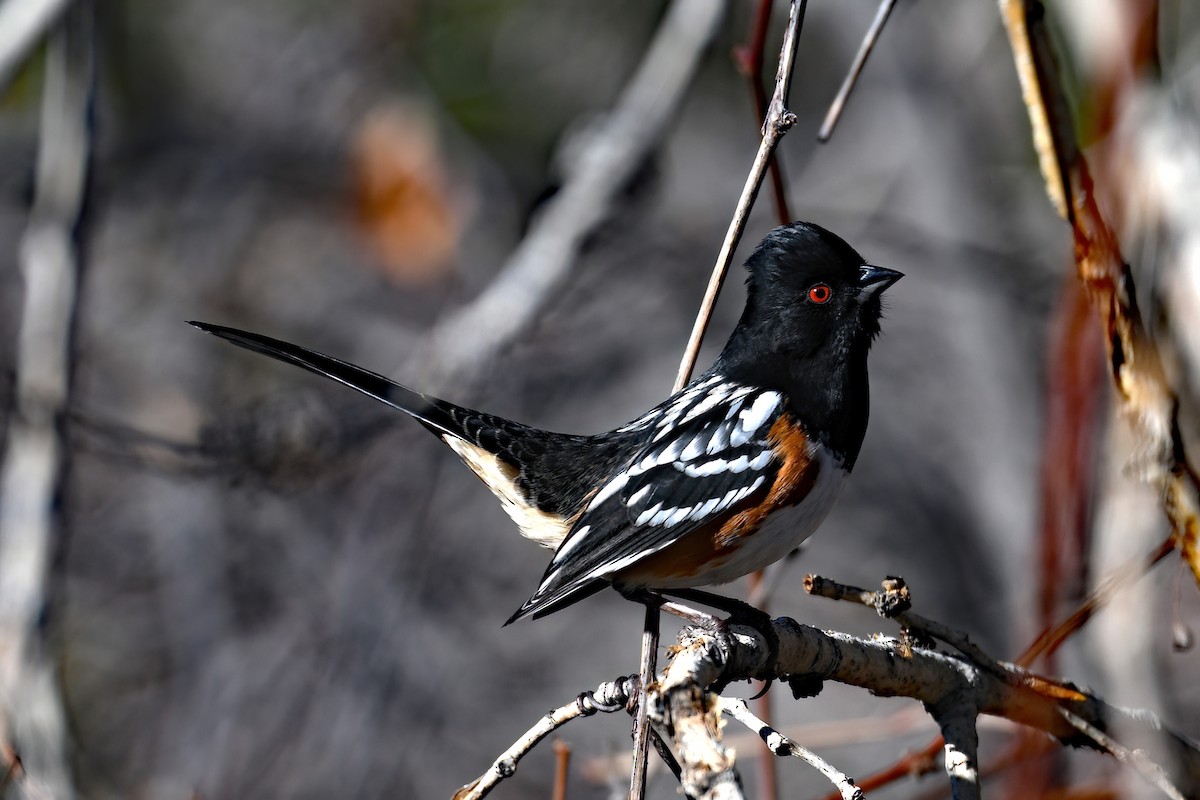 Spotted Towhee - ML612663362