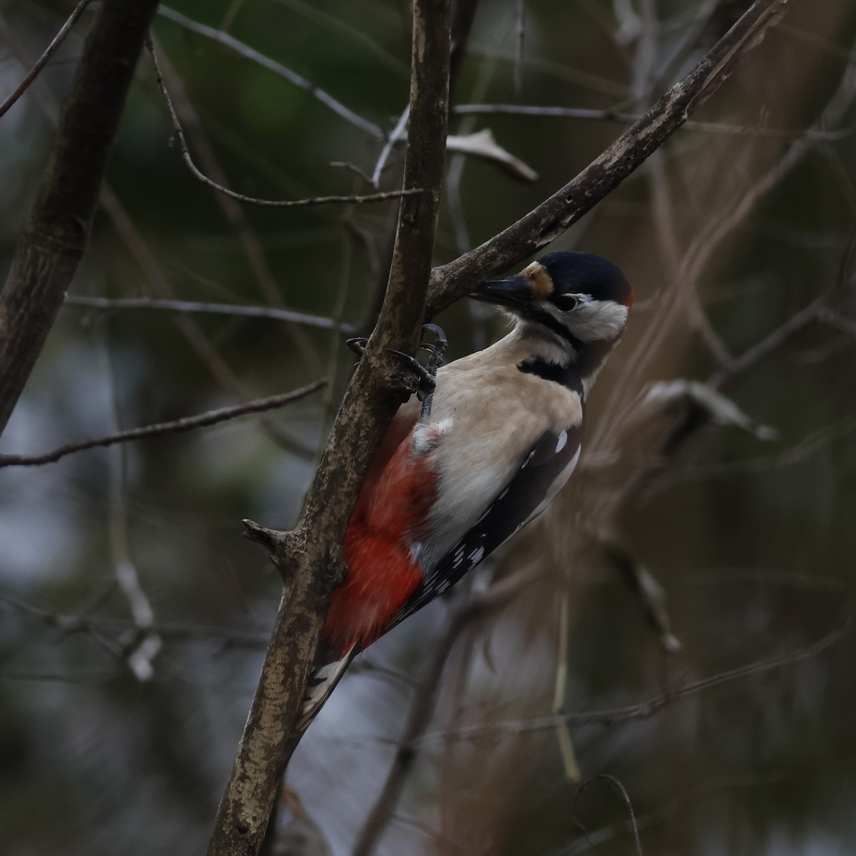 Great Spotted Woodpecker (Great Spotted) - Ferenc Domoki