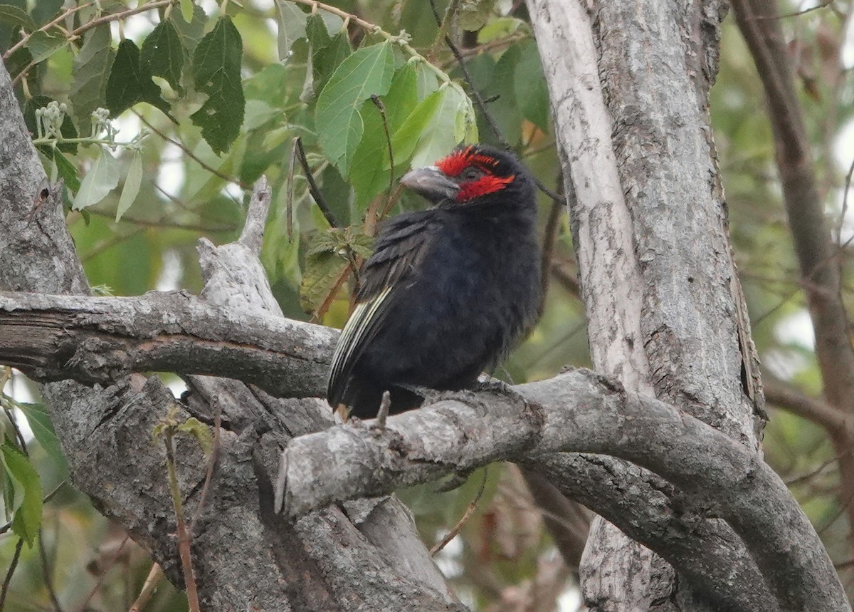 Red-faced Barbet - ML612663574