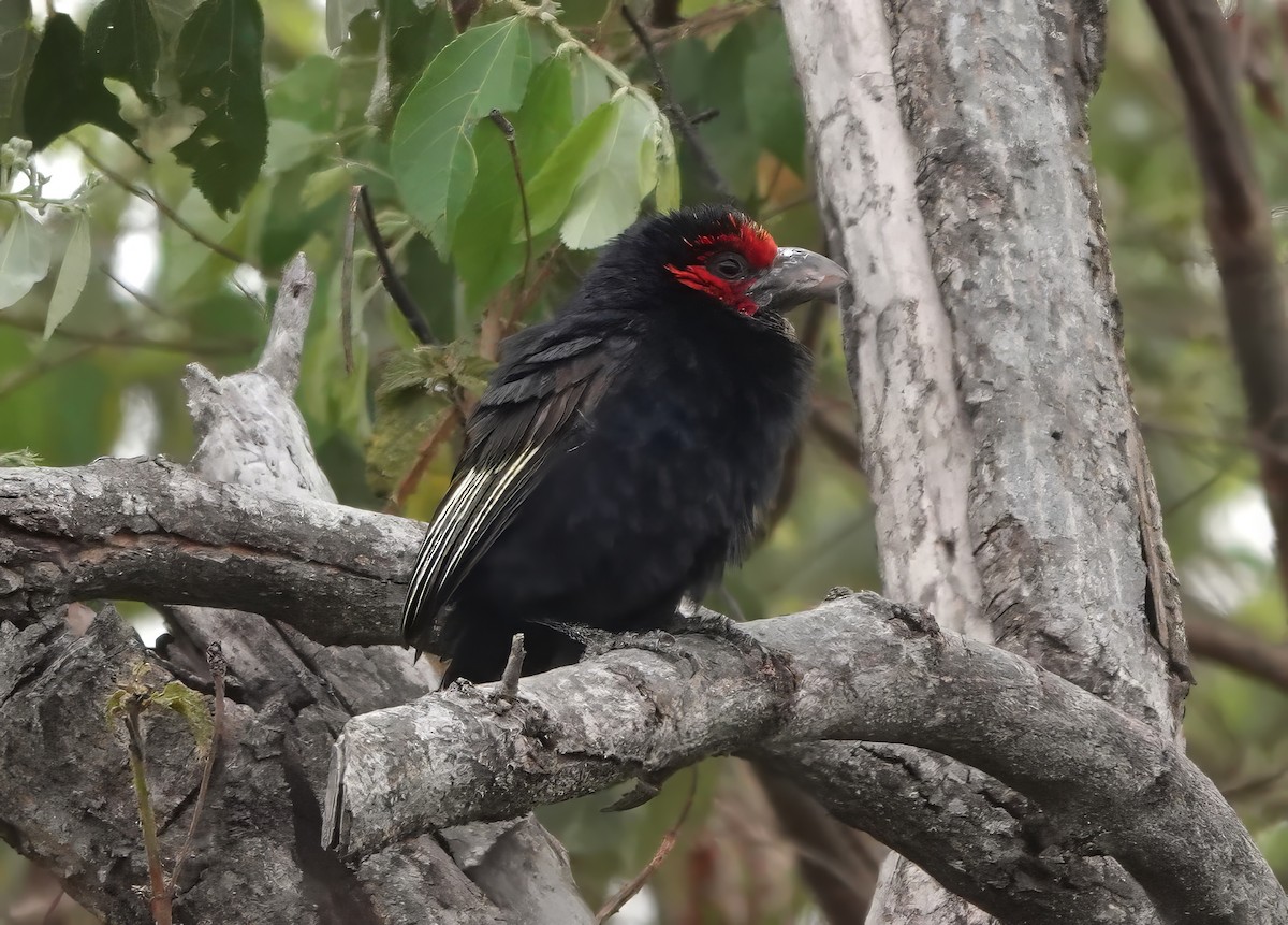 Red-faced Barbet - ML612663575