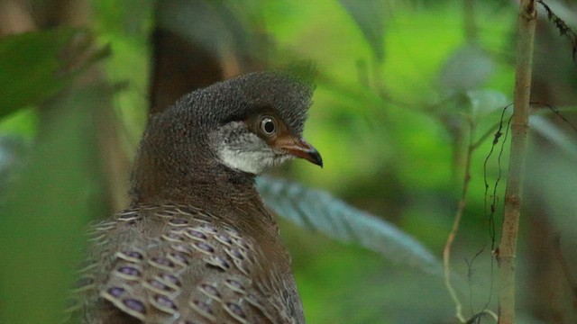 Gray Peacock-Pheasant - ML612663718