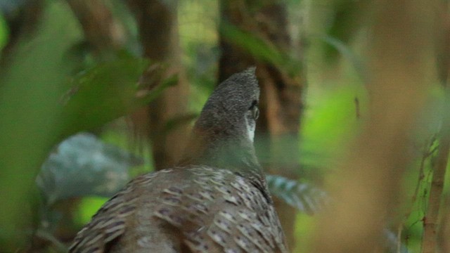 Gray Peacock-Pheasant - ML612663720