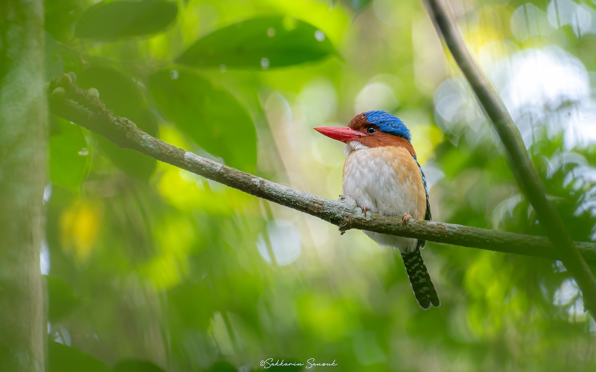 Banded Kingfisher (Banded) - ML612663847