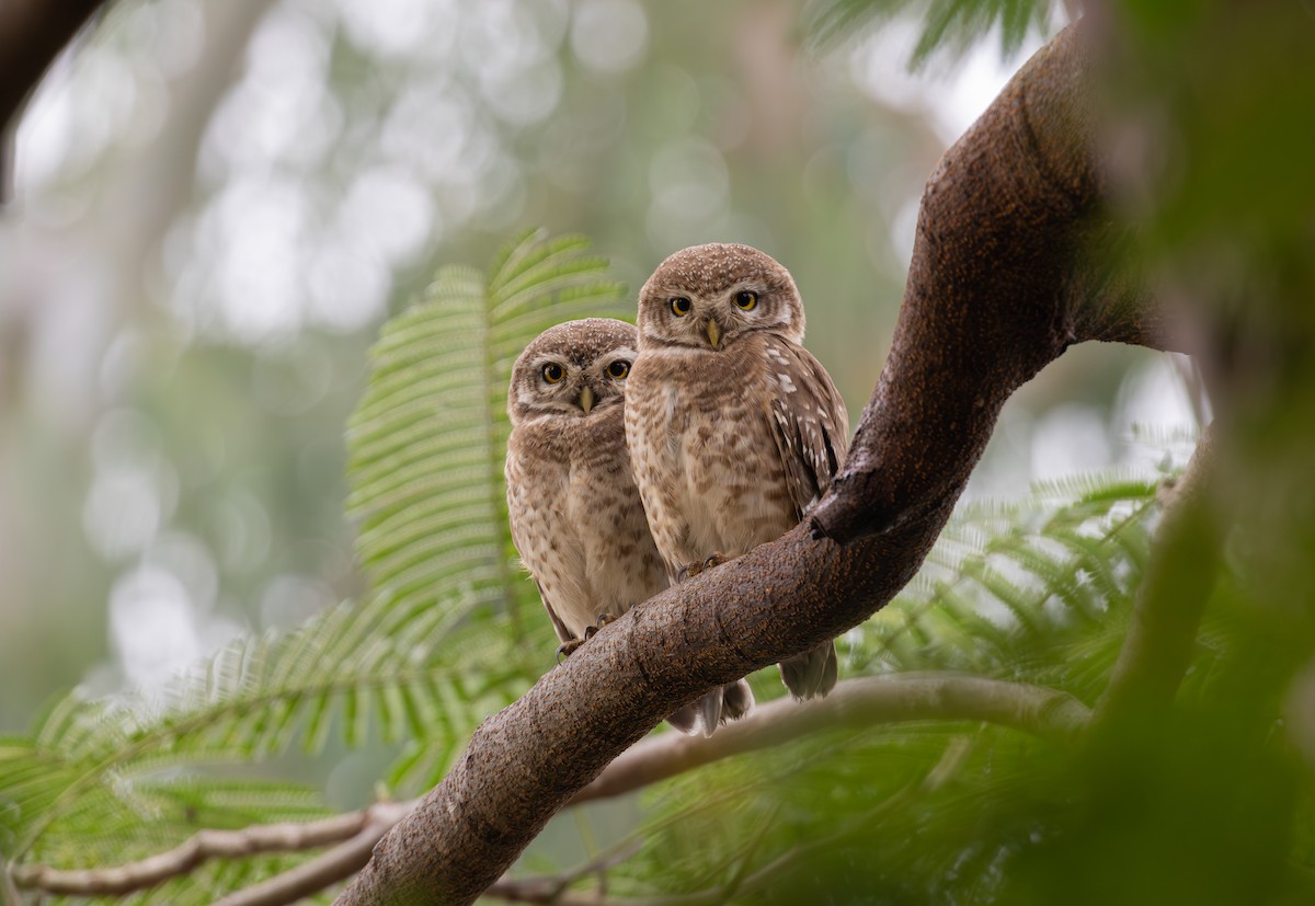 Spotted Owlet - ML612664005