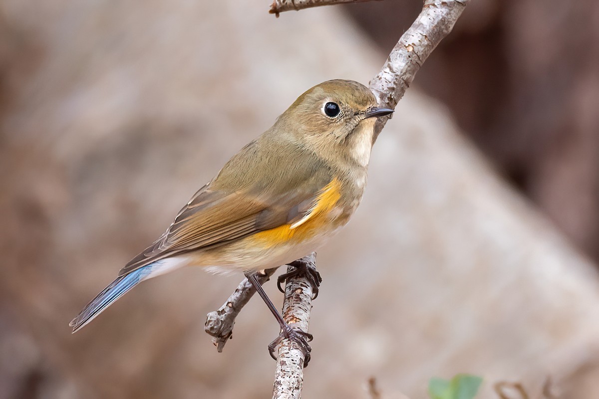 Red-flanked Bluetail - ML612664075