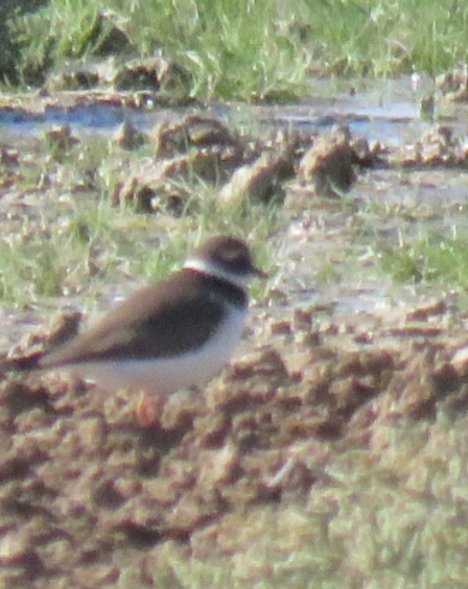 Common Ringed Plover - ML612664217