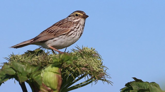 Savannah Sparrow - ML612664904
