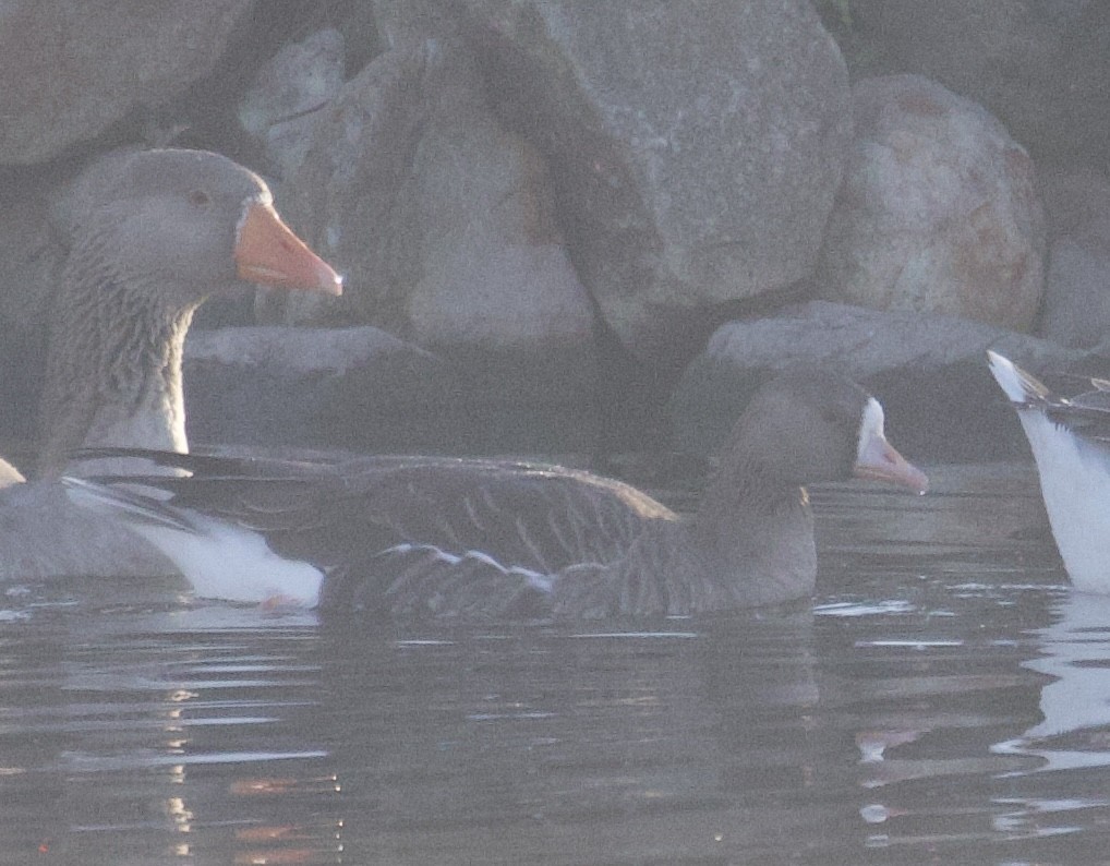 Greater White-fronted Goose - ML612664922