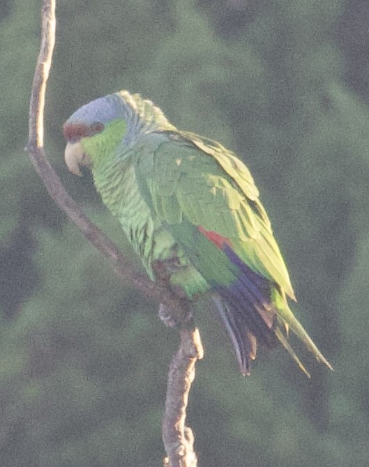 Lilac-crowned Parrot - ML612664939