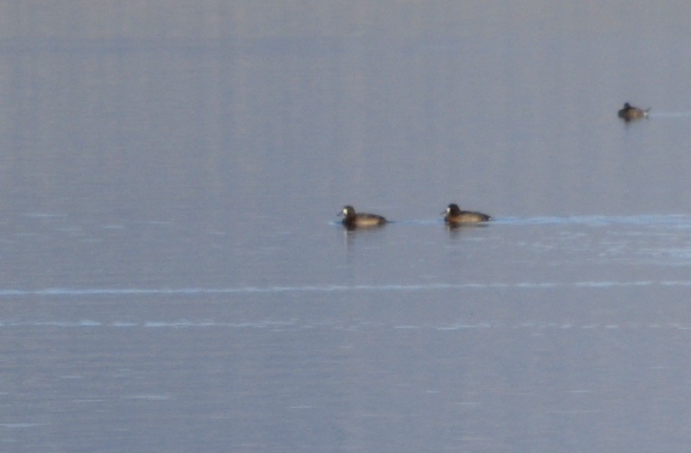 Greater Scaup - ML612665017